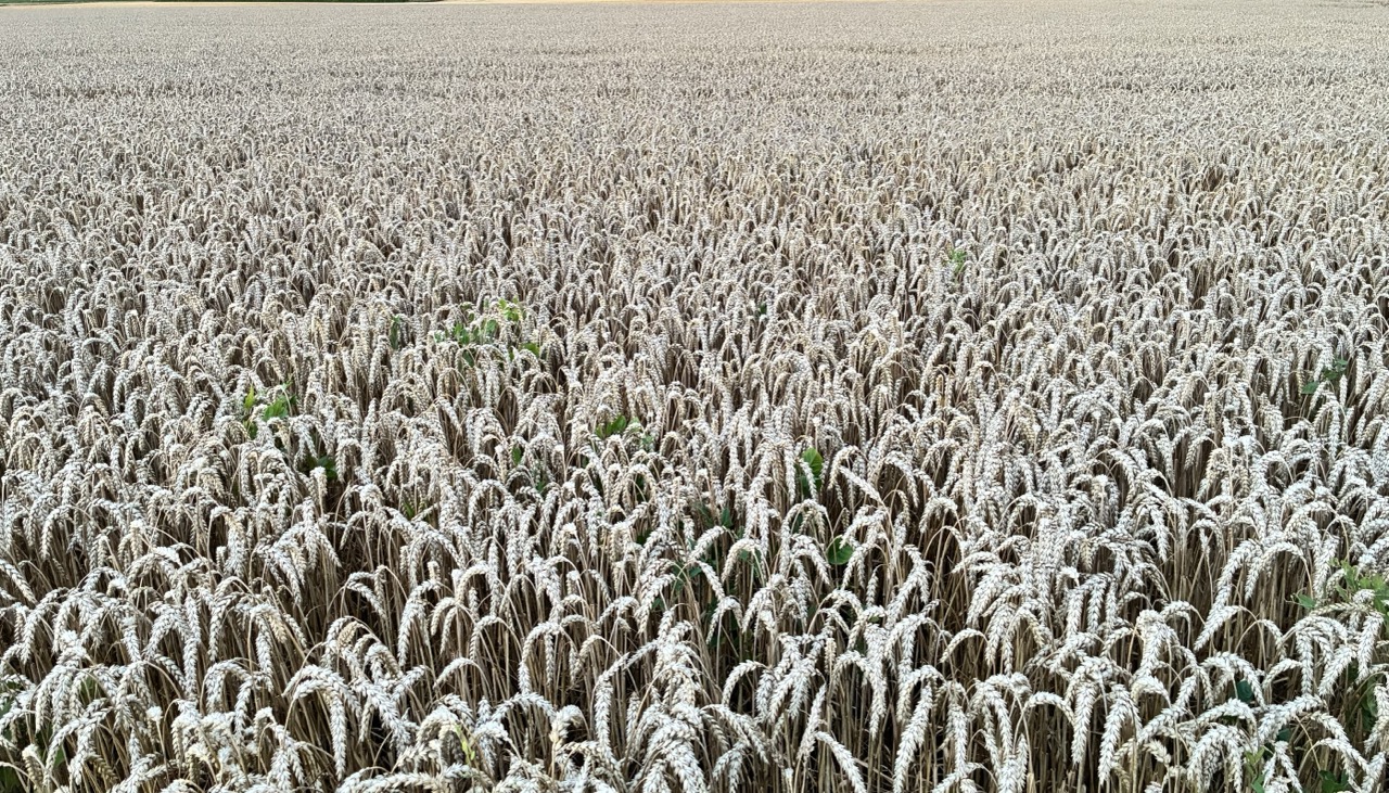 麦の国からの便り